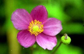 赛小花图片,绽放青春风采的活力瞬间